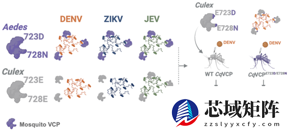 清华大学破解百年谜题：为啥蚊子带病毒却不发病？
