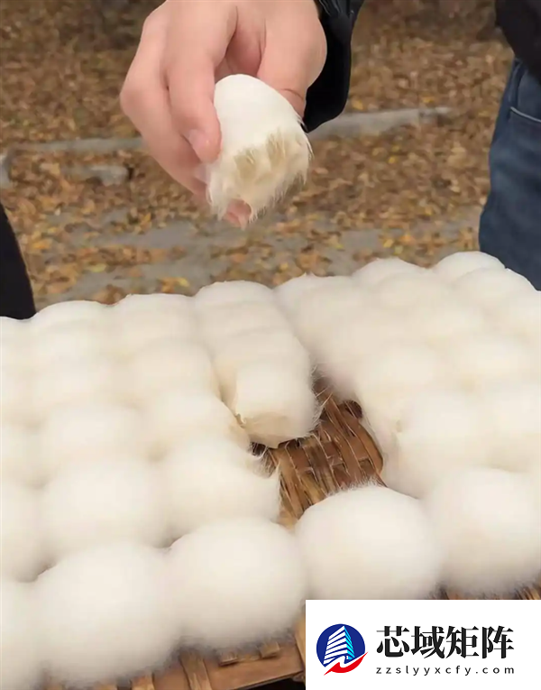 自制霉豆腐火了！央视提醒不要尝试：可能爆发致病杂菌