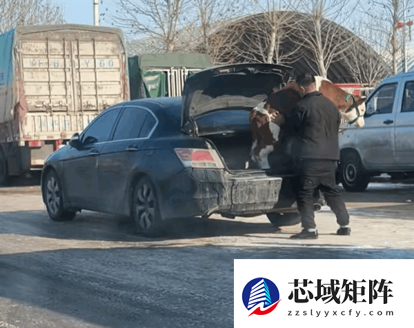 车主把牛赶进轿车后备箱 强塞不进！网友：它不想坐本田