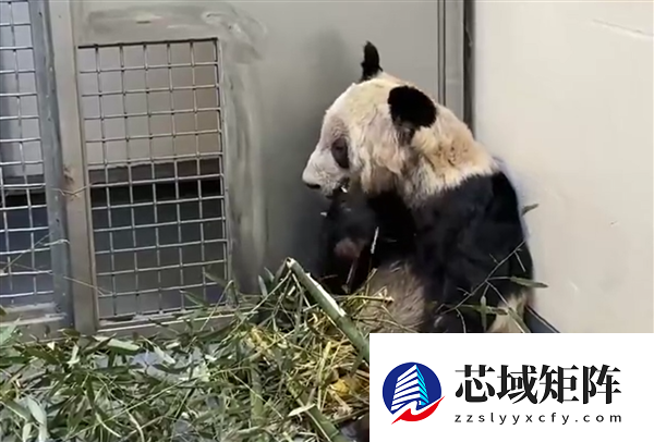 从瘦骨嶙峋到珠圆玉润 旅美大熊猫丫丫回国两年已判若两熊