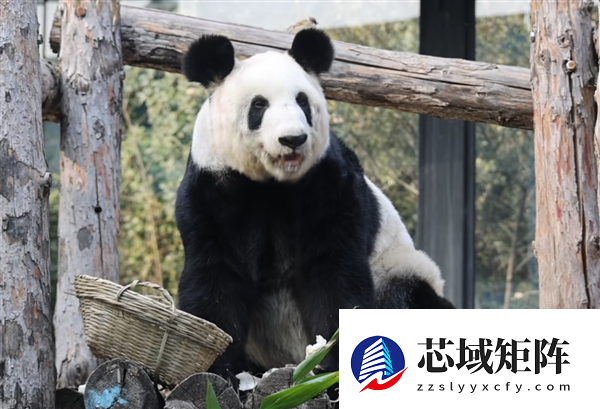 从瘦骨嶙峋到珠圆玉润 旅美大熊猫丫丫回国两年已判若两熊