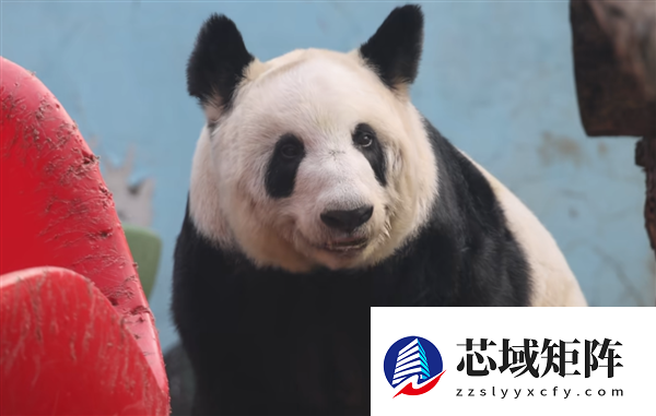 从瘦骨嶙峋到珠圆玉润 旅美大熊猫丫丫回国两年已判若两熊