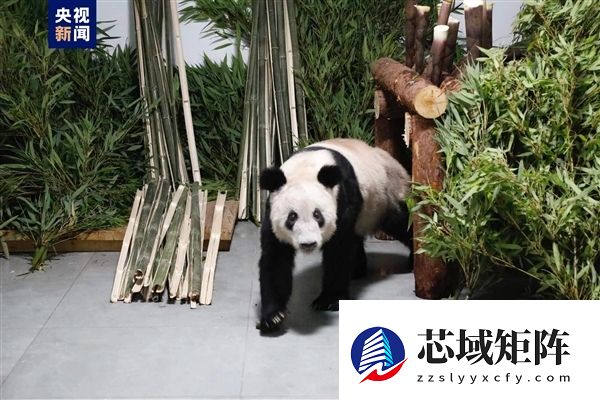 从瘦骨嶙峋到珠圆玉润 旅美大熊猫丫丫回国两年已判若两熊