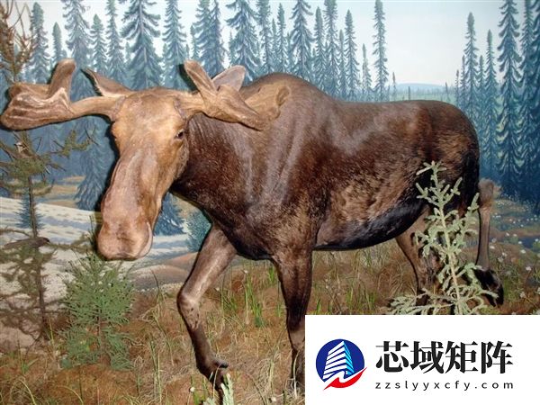 为什么马、驴、骆驼都可以用来骑乘 唯独不见有人驯化鹿来骑