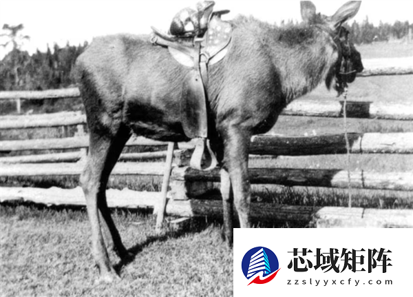 为什么马、驴、骆驼都可以用来骑乘 唯独不见有人驯化鹿来骑