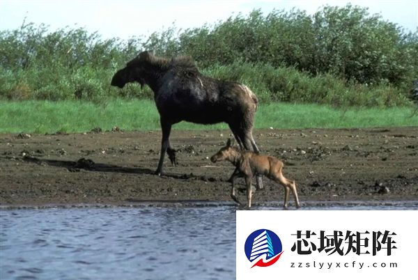 为什么马、驴、骆驼都可以用来骑乘 唯独不见有人驯化鹿来骑