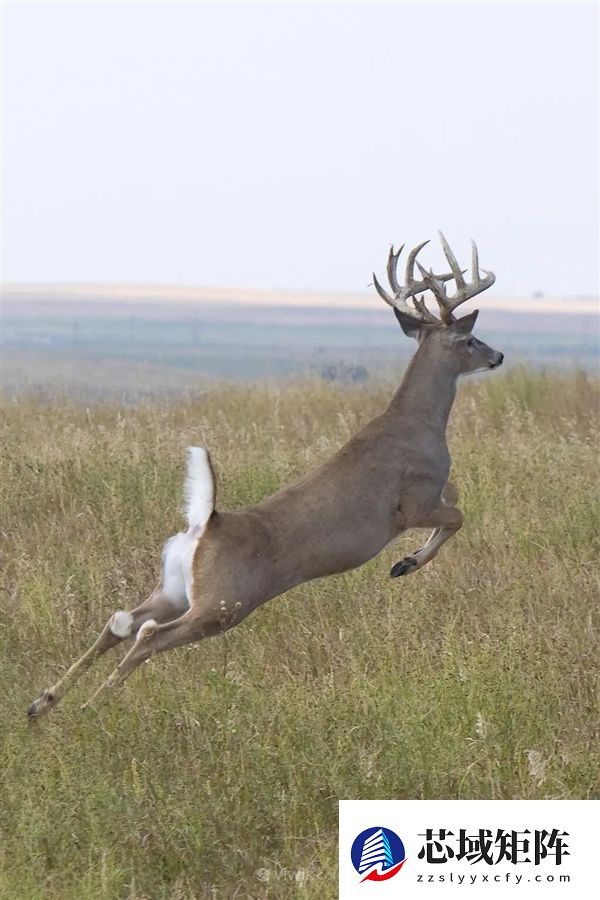 为什么马、驴、骆驼都可以用来骑乘 唯独不见有人驯化鹿来骑