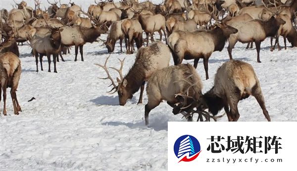 为什么马、驴、骆驼都可以用来骑乘 唯独不见有人驯化鹿来骑