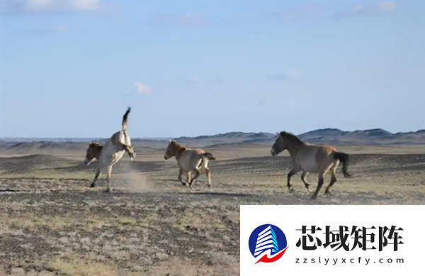 现存唯一野生马种！北京动物园有1只 珍稀程度堪比大熊猫