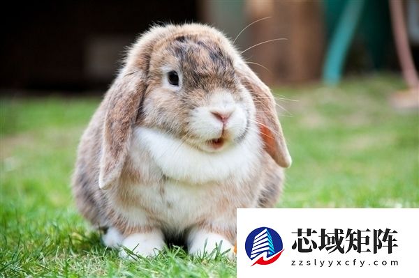 1岁幼童喂兔子手指头被咬断 家长开膛破肚找断指