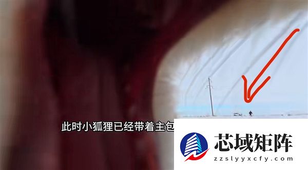 小狐狸叼走运动相机 第一视角记录挖坑埋赃全程