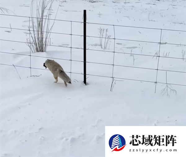 小狐狸叼走运动相机 第一视角记录挖坑埋赃全程