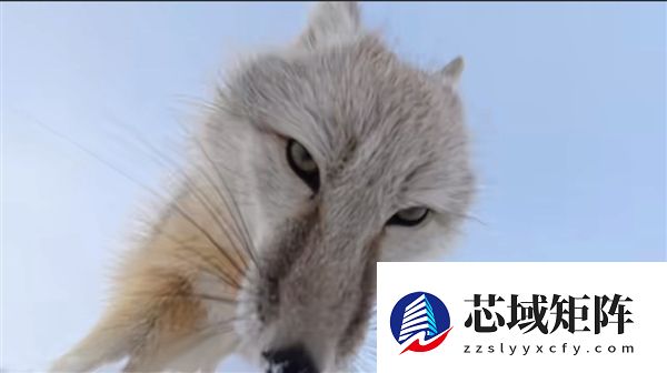 小狐狸叼走运动相机 第一视角记录挖坑埋赃全程