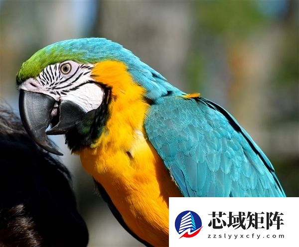 男子买4只鹦鹉3只陆续死亡后全家中招倒下：高热、钻心头疼