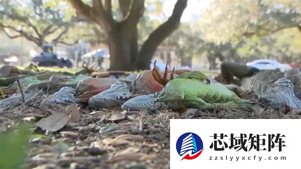 美国又遭强烈冬季风暴 佛罗里达州再现天降蜥蜴景象