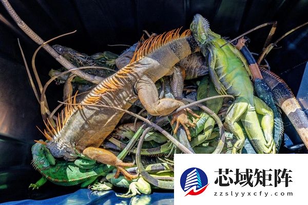 美国男子捡走冻僵的外来物种并吃掉 却遭网友谴责