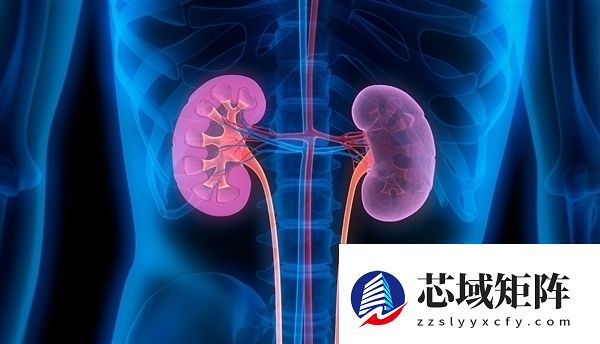 国家卫健委专家提醒：吃腰子不能补肾 甚至可能伤肾