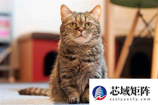 长城猫火出圈：外国游客沦陷了