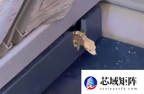 高铁座椅钻出活蜥蜴 12306回应：初步判断是旅客偷带上车