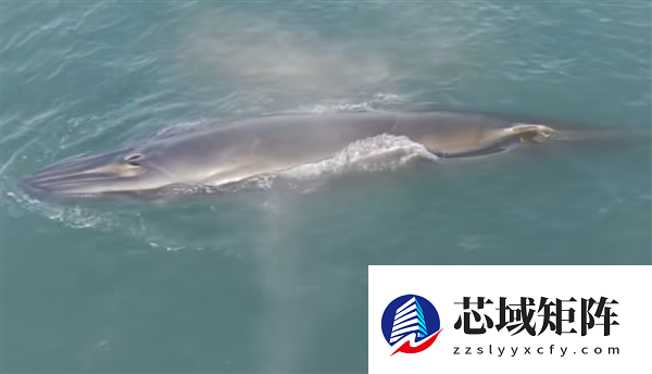 曝网红鲸鱼“刀疤哥”被一渔船高速撞击 官方回应：将依法处理