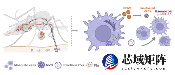 清华大学破解百年谜题：为啥蚊子带病毒却不发病？