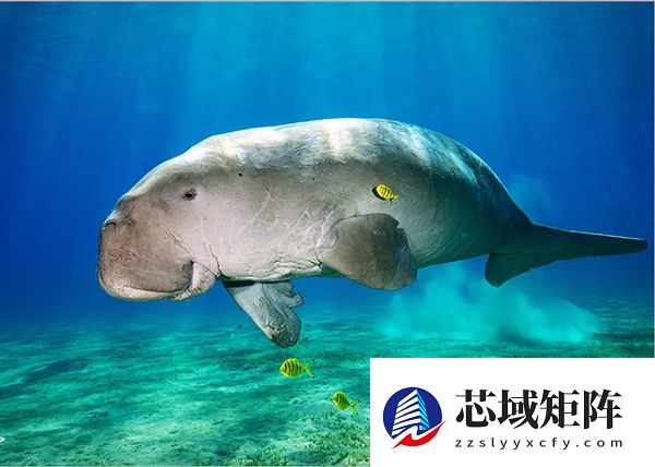 广东海滩发现“美人鱼”尸体：2022年已功能性灭绝