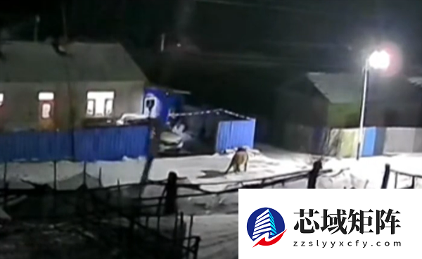 监控拍到老虎进村 咬伤一头猪一头牛！最终被鞭炮吓跑