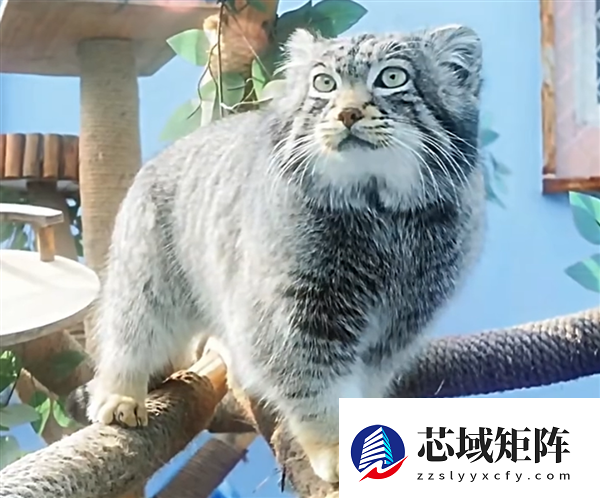 狲思邈实惨：老婆狲尚香、女儿狲大娘、儿子狲三郎也都去世了