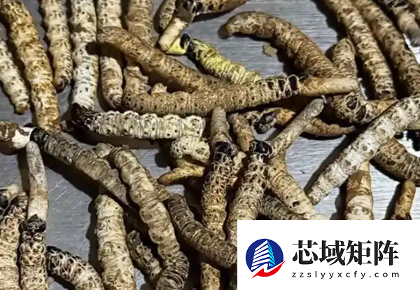 男子摔倒后发现虫草 4天采了几百根 价值三四千元