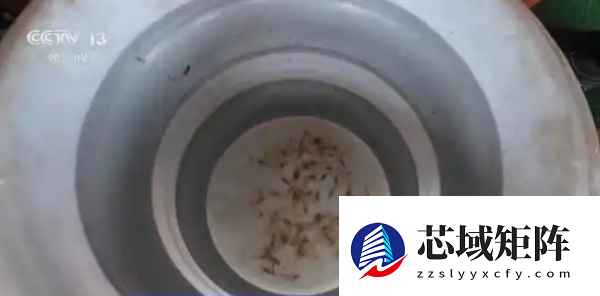 “雪龙”号在南极为啥要捞磷虾 只为读懂生态信号