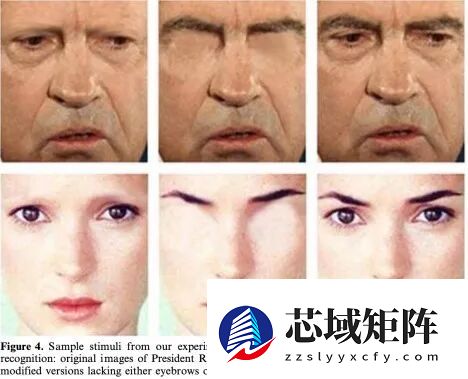 撒贝宁眉毛又又又冲上热搜 为什么人的眉毛这么重要