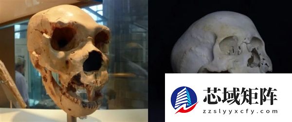 撒贝宁眉毛又又又冲上热搜 为什么人的眉毛这么重要