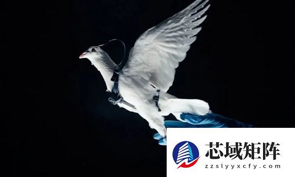 普通鸽子就能改造成生物无人机 这家俄罗斯公司对鸽子下手了