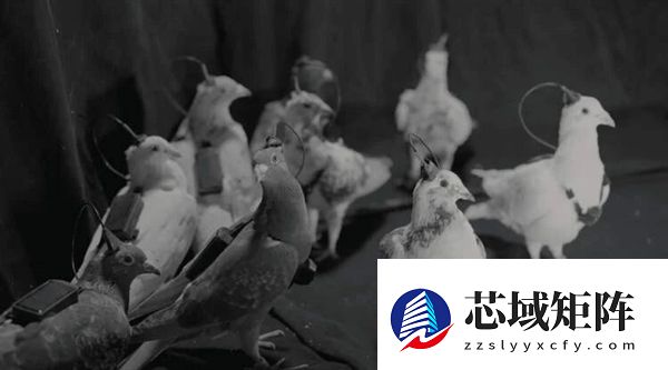 普通鸽子就能改造成生物无人机 这家俄罗斯公司对鸽子下手了