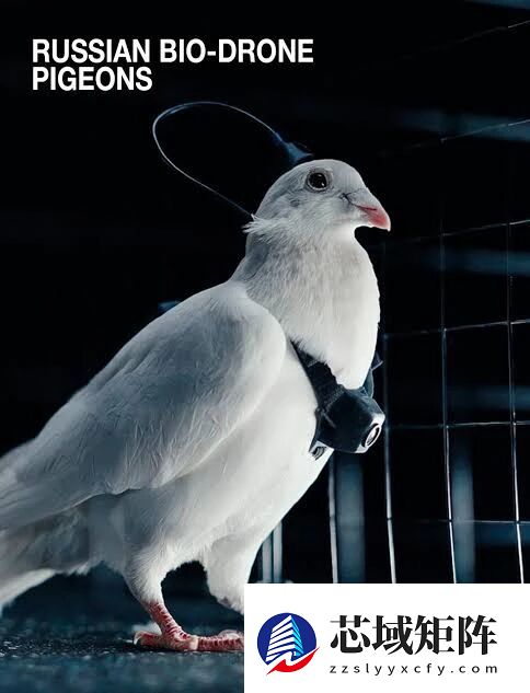 普通鸽子就能改造成生物无人机 这家俄罗斯公司对鸽子下手了