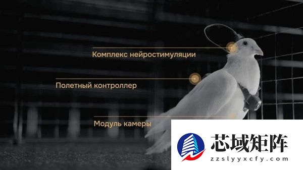 普通鸽子就能改造成生物无人机 这家俄罗斯公司对鸽子下手了