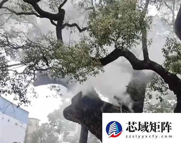 小孩随手扔鞭炮 1200岁古樟树被烧 官方：立即抢救 将追责