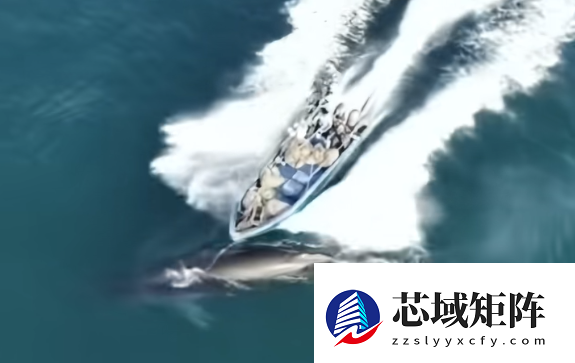 曝网红鲸鱼“刀疤哥”被一渔船高速撞击 官方回应：将依法处理