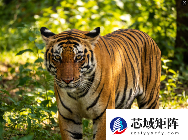 泰国清迈12天内72只老虎死亡 曾出现嗜睡发热症状 官方通报死亡原因