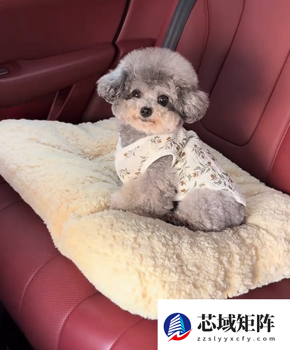 真正累成狗！小狗坐十几个小时长途面相都变了