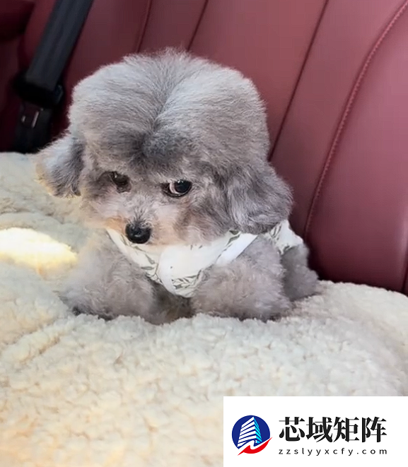 真正累成狗！小狗坐十几个小时长途面相都变了