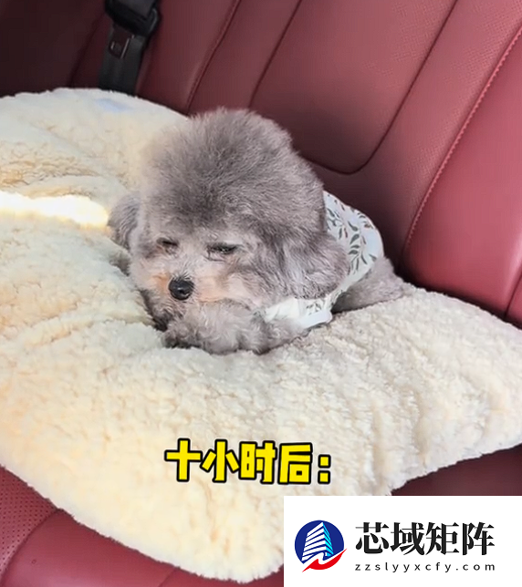 真正累成狗！小狗坐十几个小时长途面相都变了