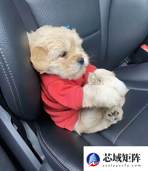 真正累成狗！小狗坐十几个小时长途面相都变了