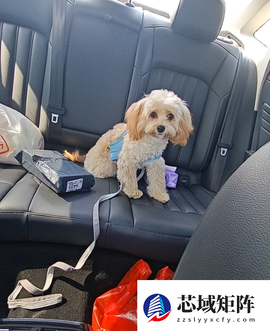 真正累成狗！小狗坐十几个小时长途面相都变了