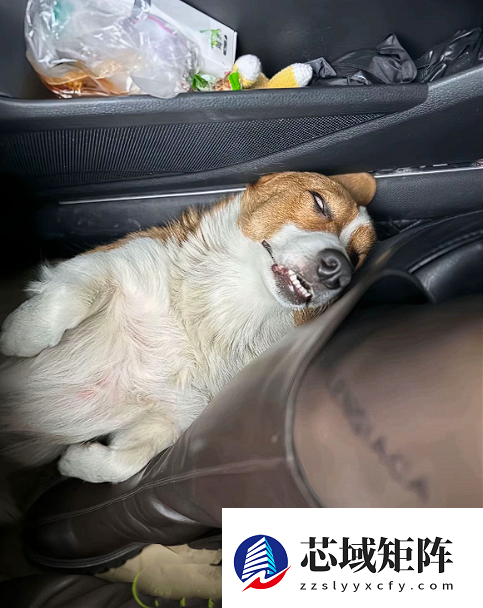 真正累成狗！小狗坐十几个小时长途面相都变了