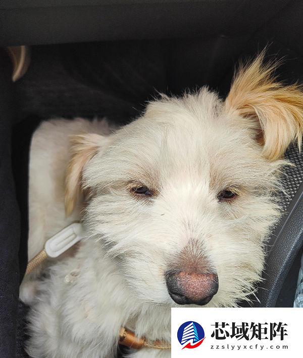 真正累成狗！小狗坐十几个小时长途面相都变了