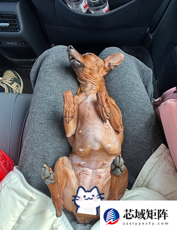 真正累成狗！小狗坐十几个小时长途面相都变了