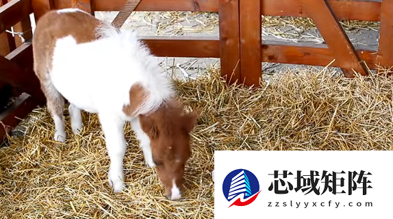 8000元一匹的迷你小马一夜爆火：开销惊人、切莫上头！