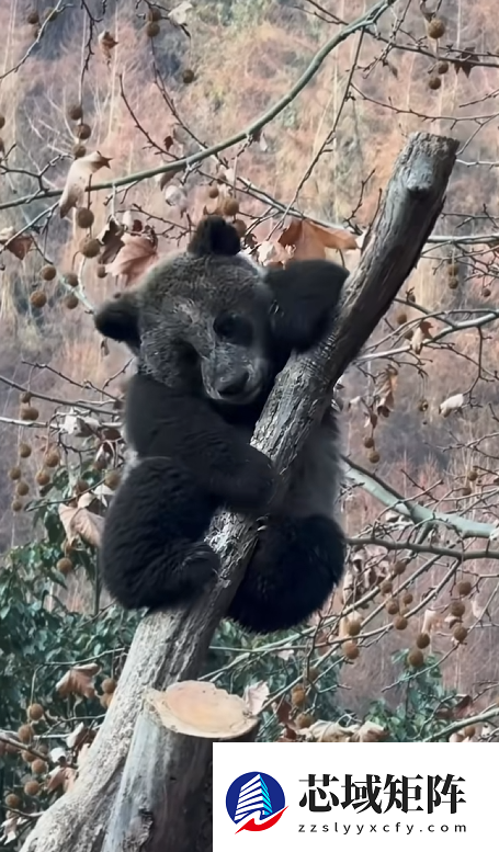 “全网最黑”大熊猫引热议 网友：以为是AI 禁止Cos黑熊