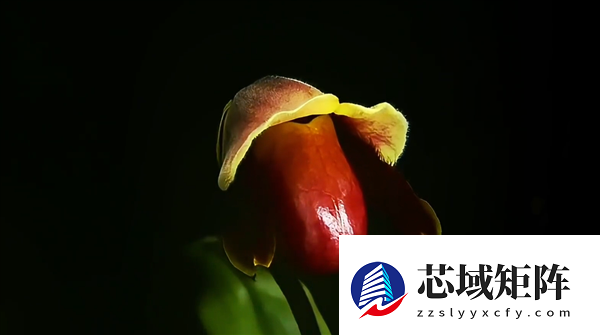 专家委托给新品种兜兰征名 “炸糊的花生米戴黄帽”高居第一